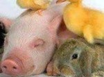  Поголів’я зменшується
