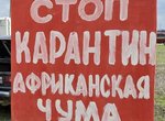  Загроза африканської чуми свиней