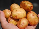  Чому ми варимо український борщ з єгипетською картоплею?