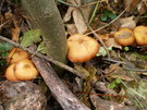 ФЛОРИНО