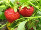 <b>Полуничка</b><br />