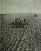 На бурякових плантаціях колгоспу ім. Котовського. 1978р.