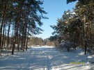 Зимовий ліс за вул. Будкевича