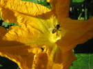 <b>На городі</b><br />