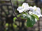 <b>Весна</b><br />